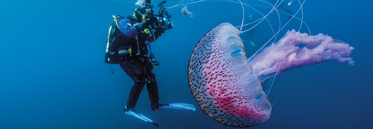 Slikovni rezultat za cornwall giant medusa
