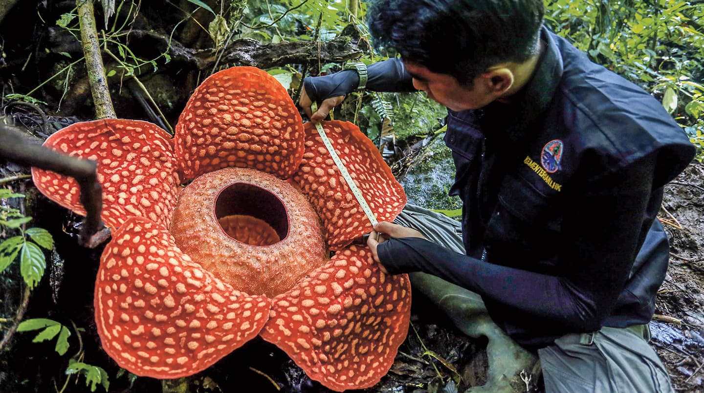 A man measures the petal of a large flower.