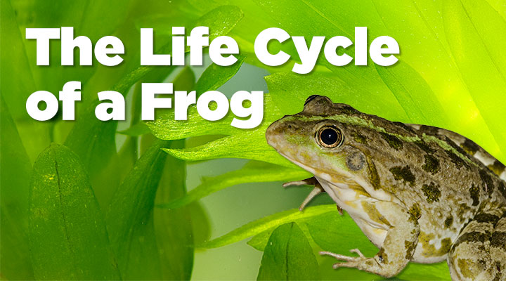 Frog cycle under online 15000