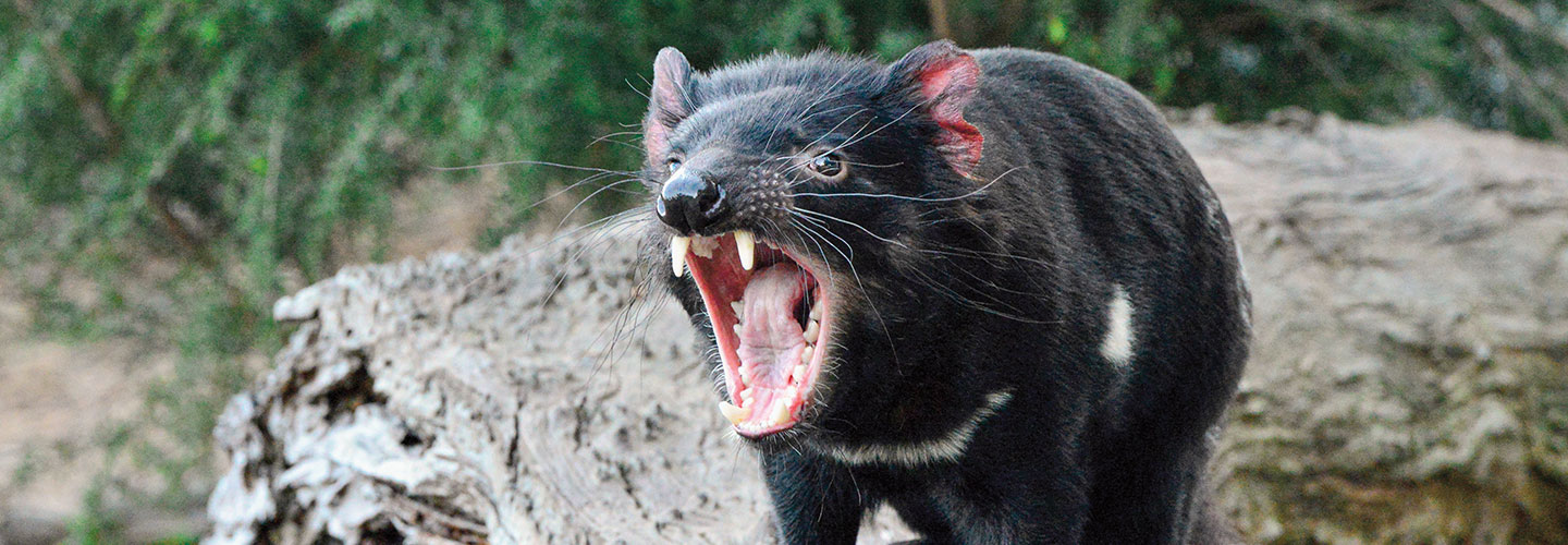 A Tasmanian devil is small with dark fur and two large fangs