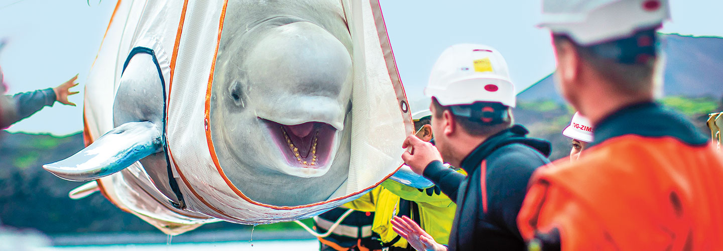 Workers lift a beluga whale in a special harness.