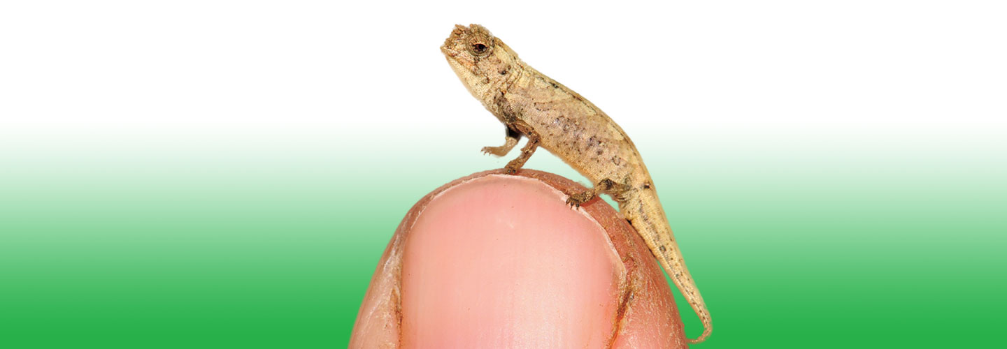 A tiny chameleon stands on the tip of a finger.