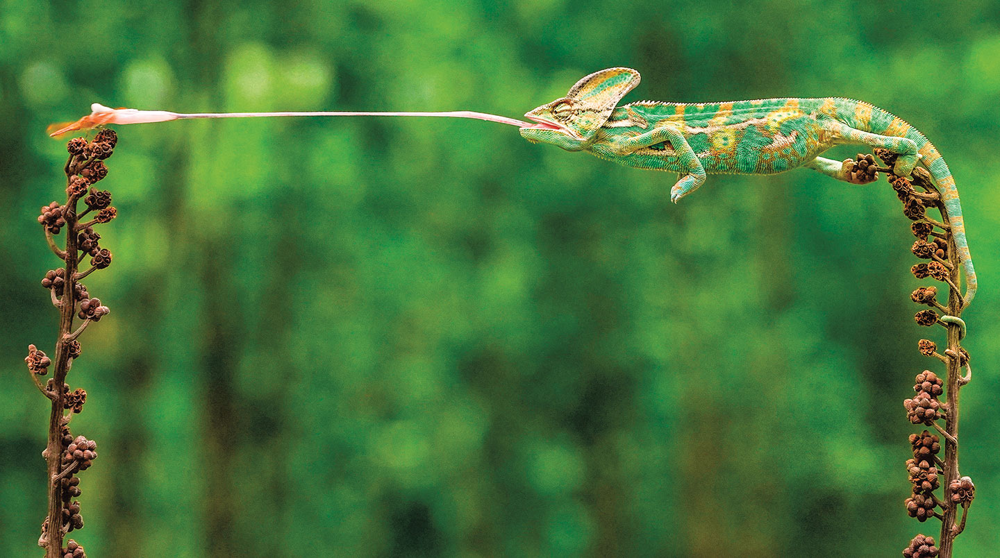 A chameleon flicks its tongue at a bug