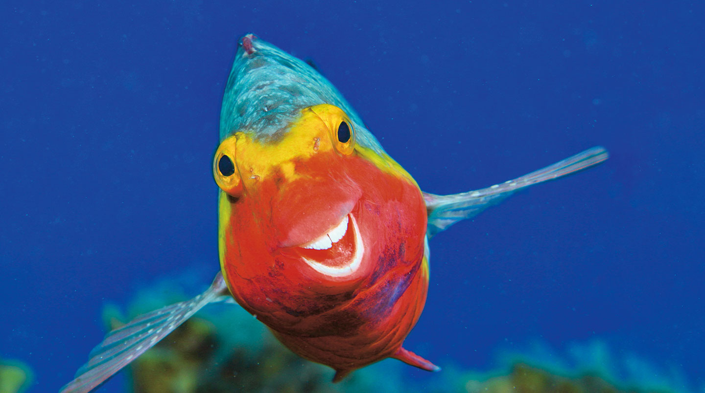 A smiling parrot fish has a colorful, striped body.