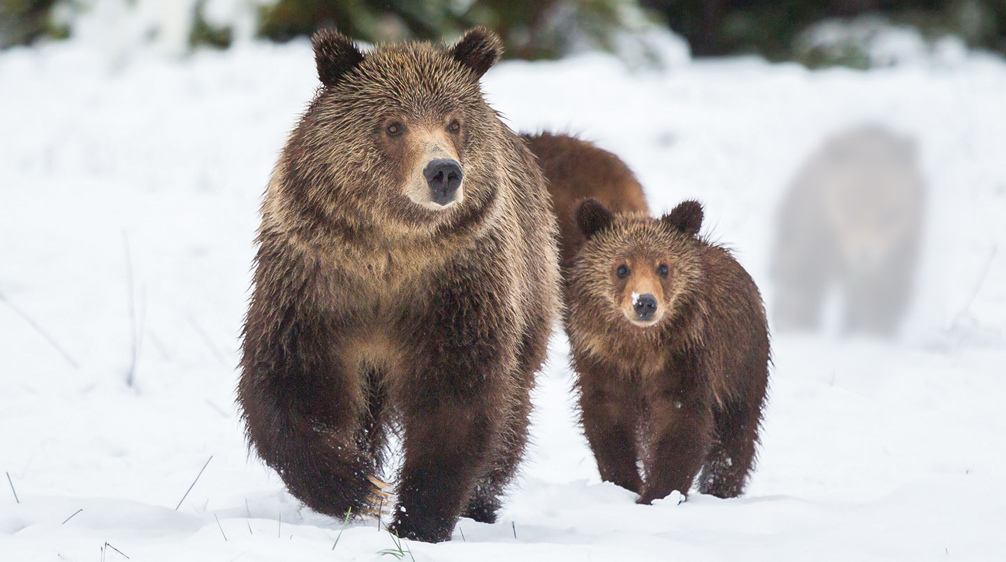 A grizzly bear and her cub in the snow.
