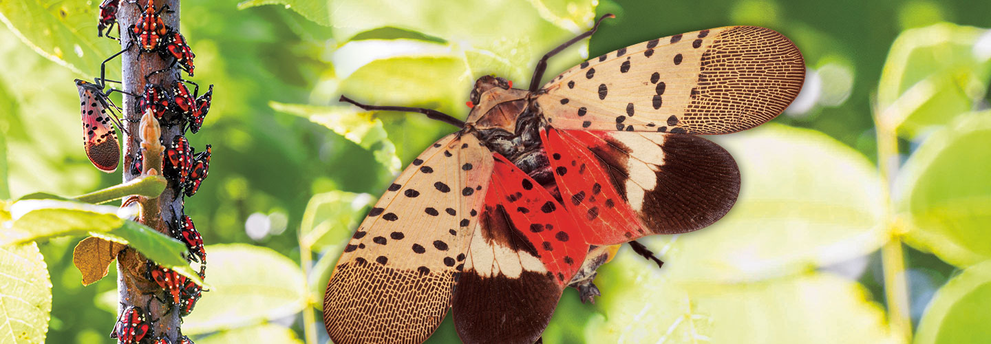 A lanternfly has wings with several different patterns on them