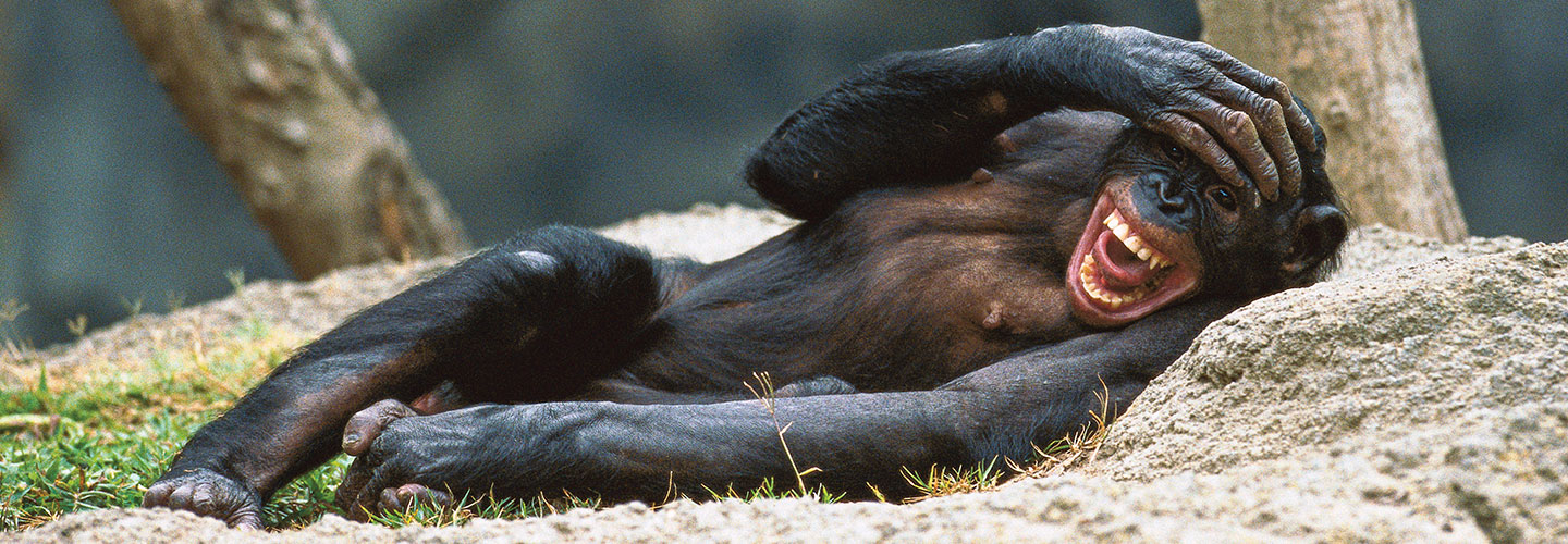 A monkey laying down and laughing with its hand on its head