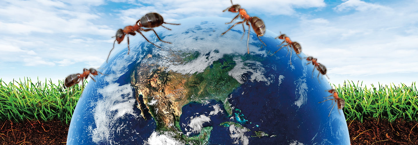 Image of red ants marching across planet Earth