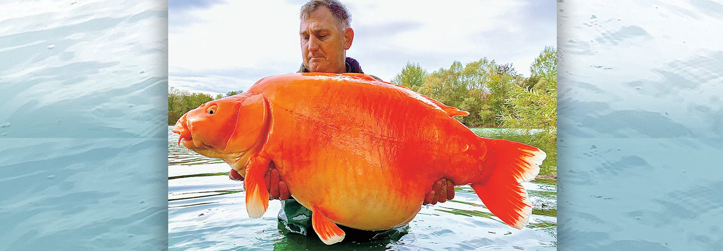 Photo of a man holding a very large goldfish