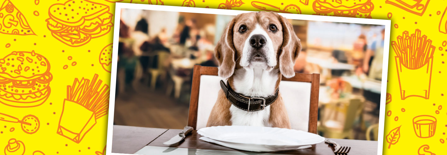 Photo of a dog sitting a dinner table in front of an empty plate