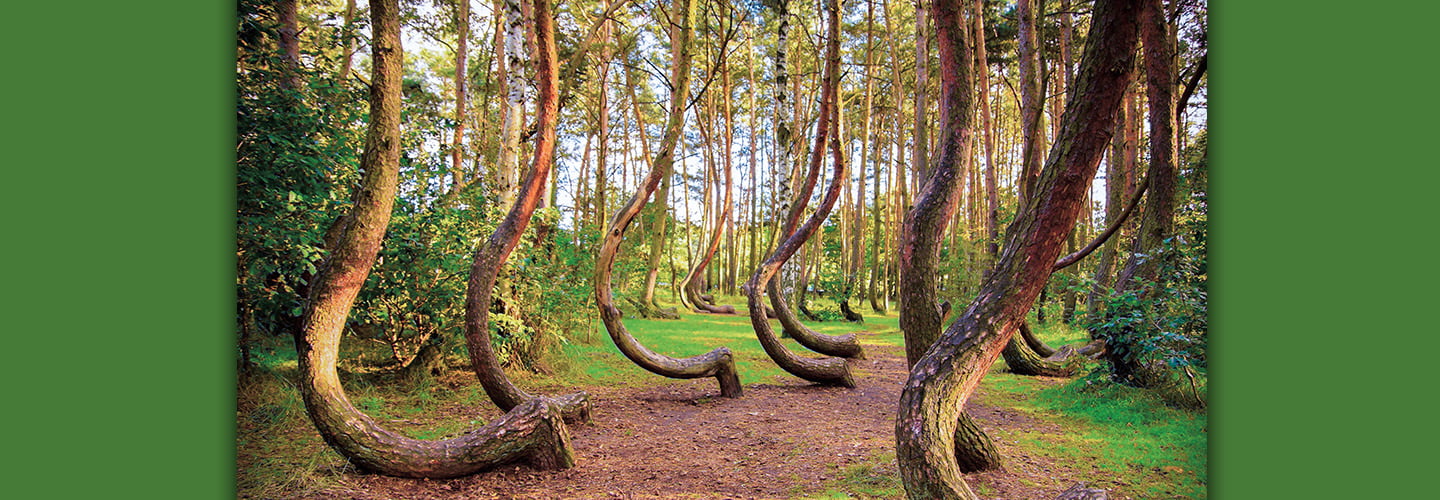 Photo showing a forest of twisted trees bending from their base