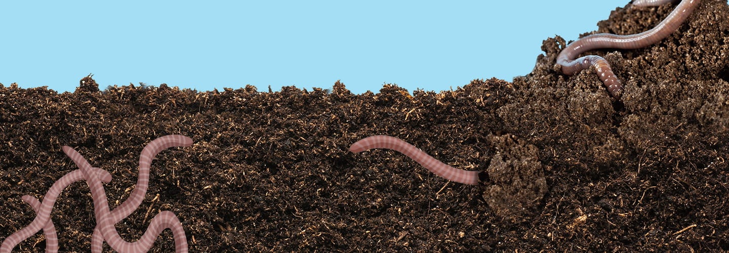 Image of worms crawling in dirt
