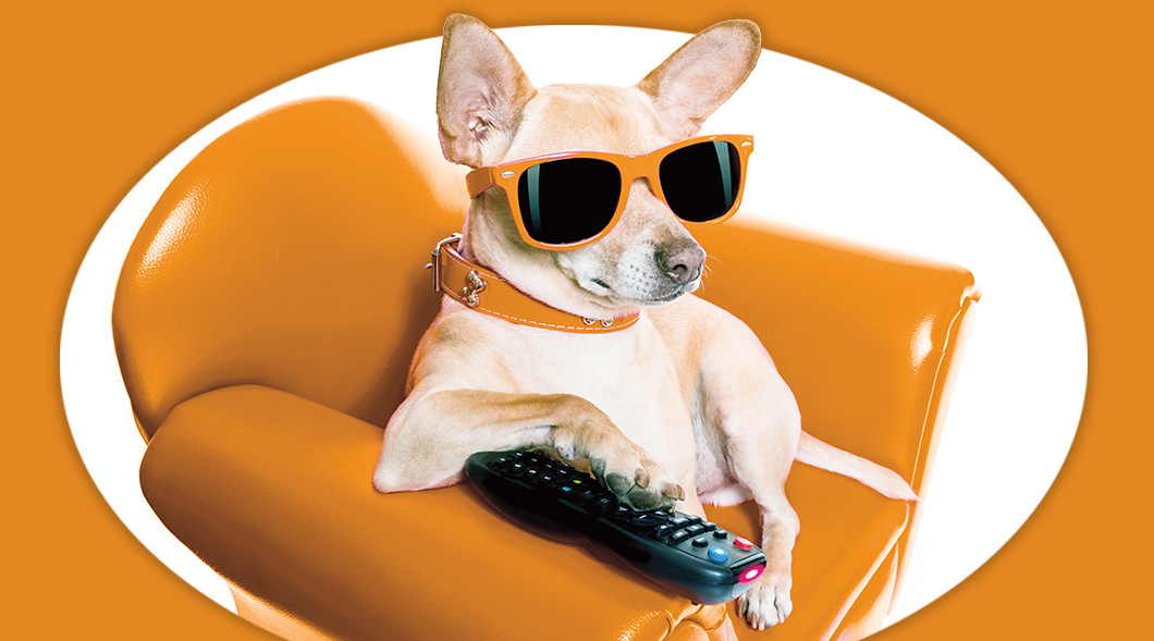 Image of a small dog with orange sunglasses in an orange chair with a tv remote