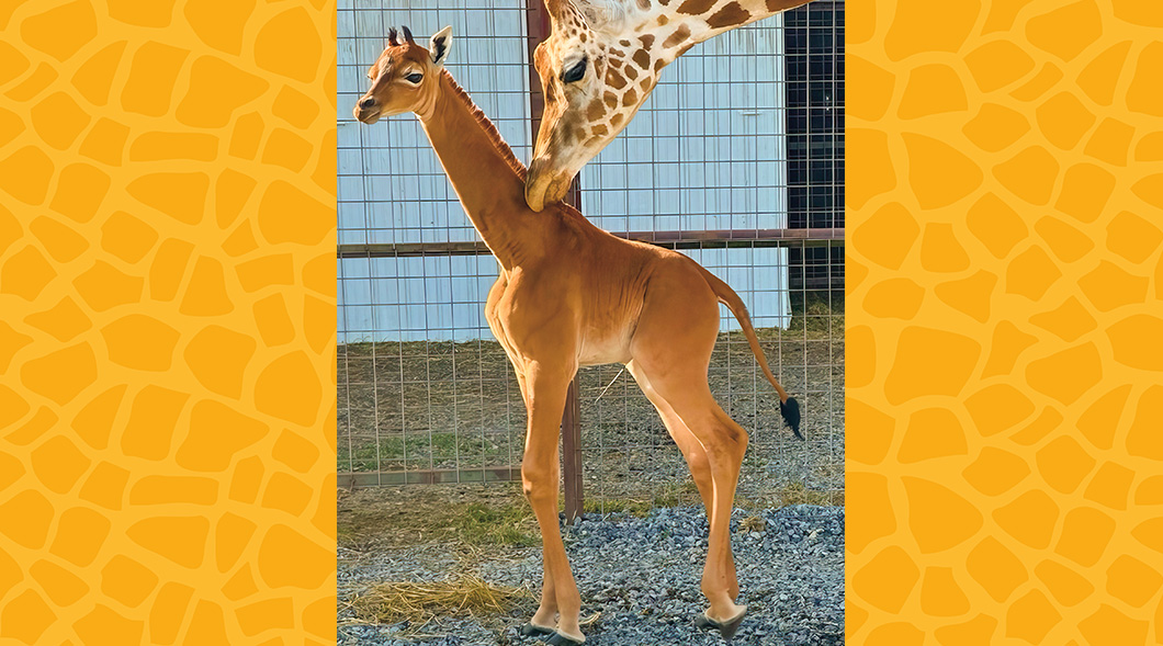 Scholastic News Nonfiction Readers: Animals: Scholastic News:  9780439784221: : Books