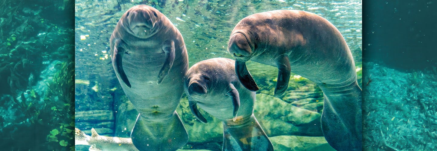 Photo of three manatees swimming underwater