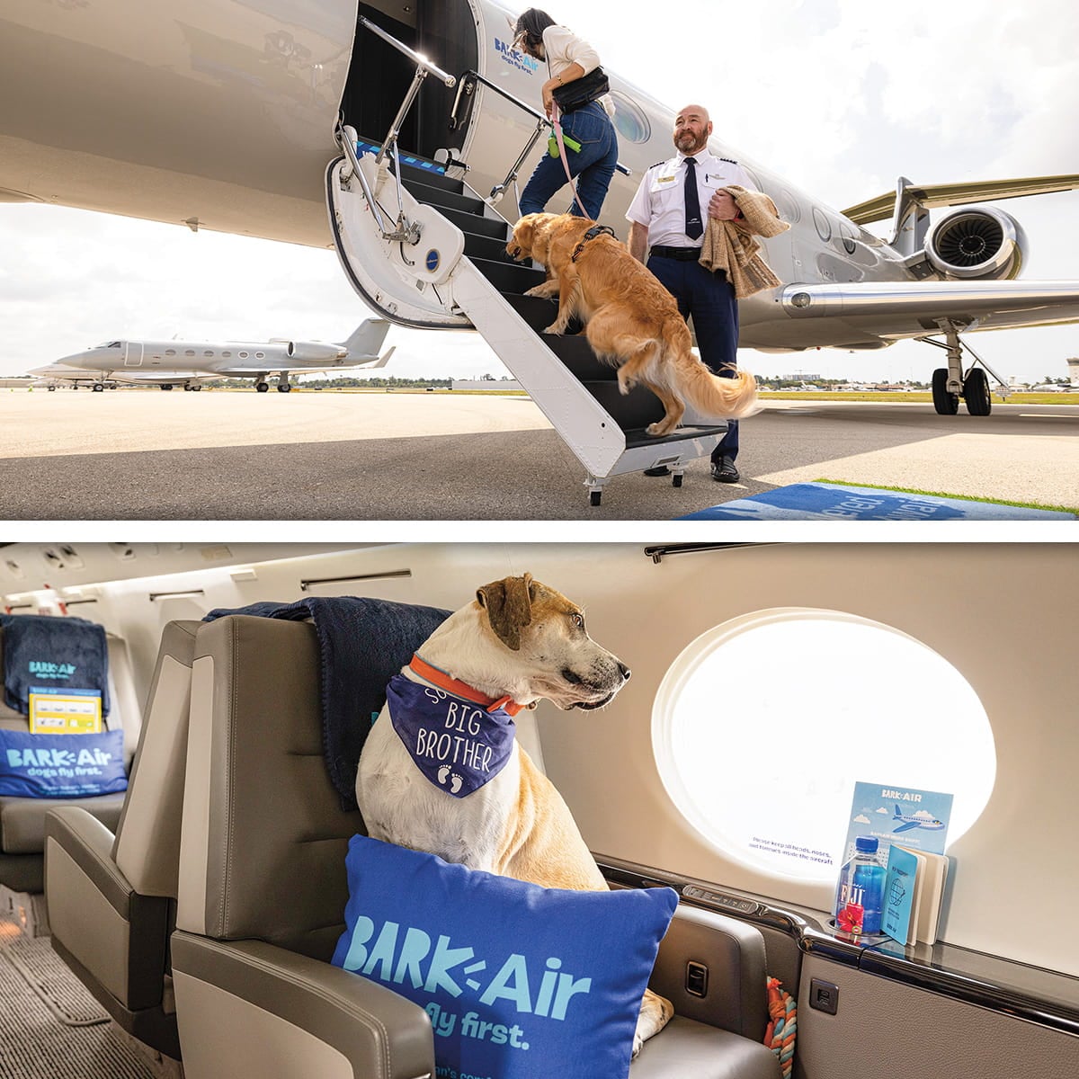 How to Travel With a Large Dog on a Plane: Ultimate Guide & Tips