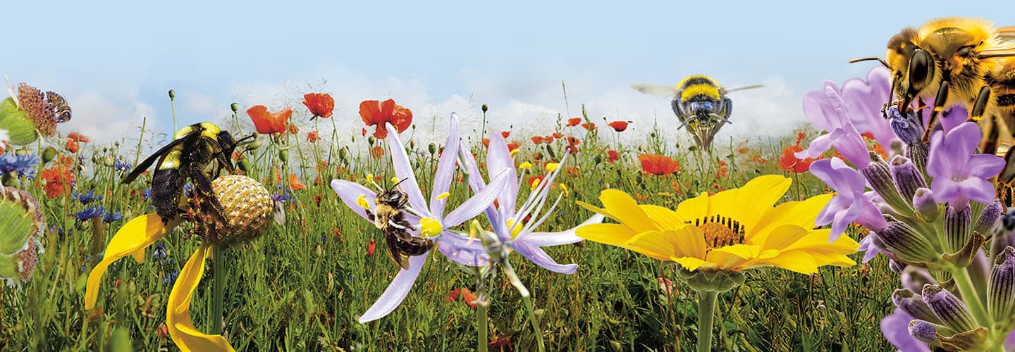 Bees pollinating wildflowers in a meadow with red poppies and blue sky