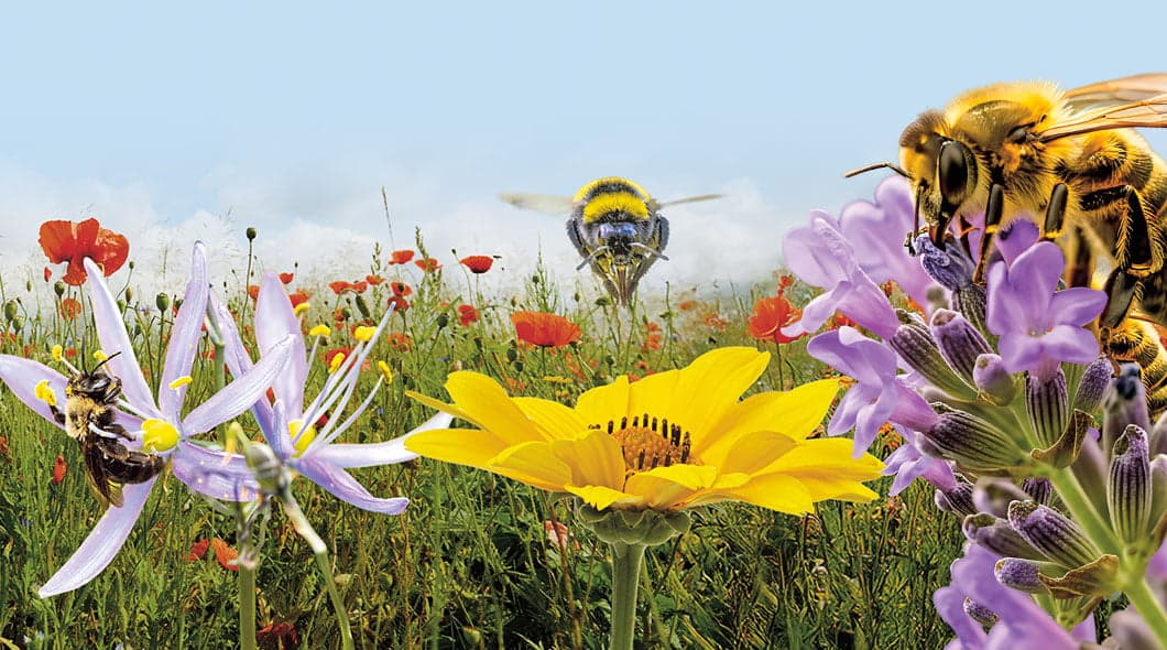 Bees pollinating purple, yellow, and white flowers in a wildflower meadow
