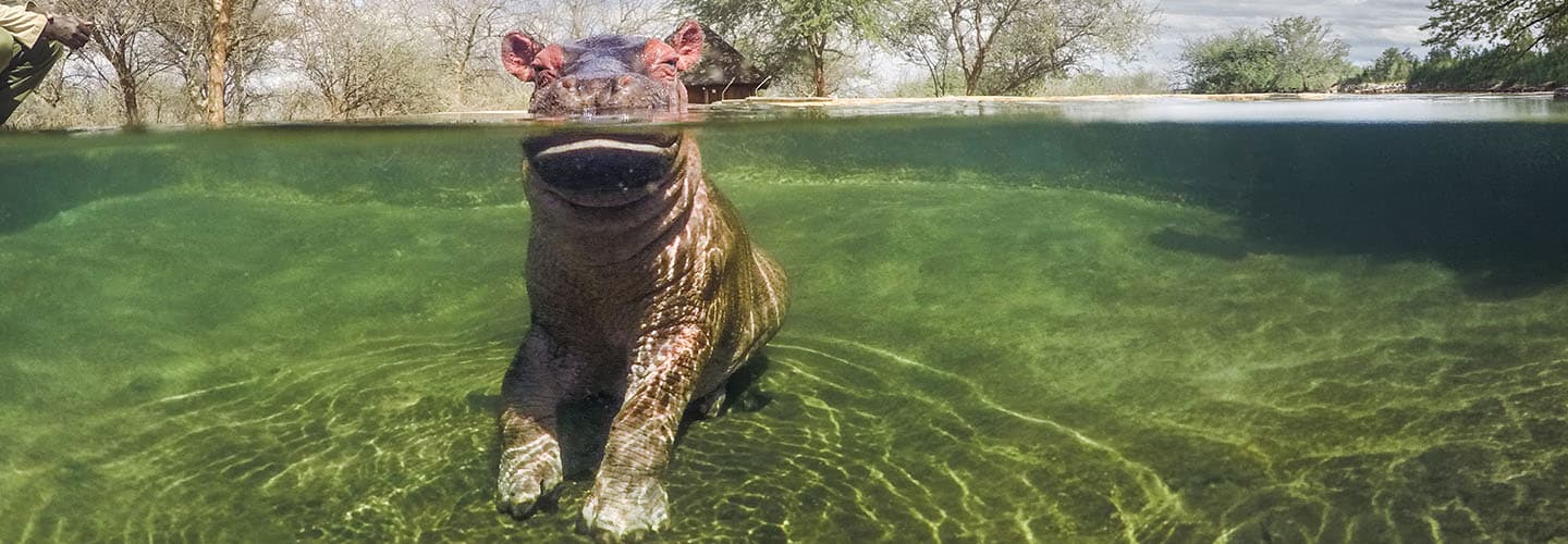 A hippo stands in shallow water with its body visible both above and below the surface