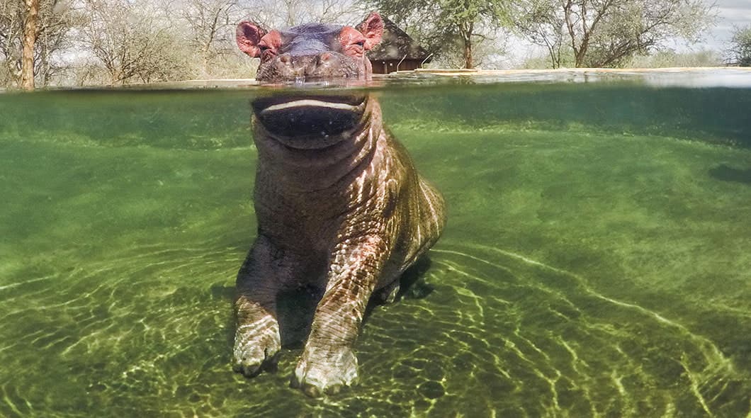 A hippo stands in shallow water with its body visible above and below the surface