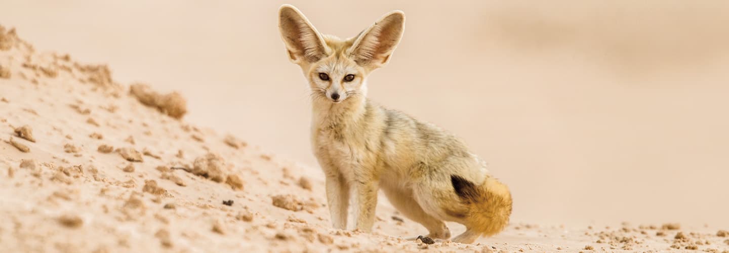 A fennec fox with large ears stands on a sandy desert surface and faces forward