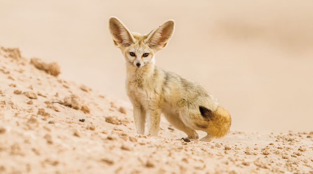 A fennec fox with large ears stands on a sandy desert surface and faces forward
