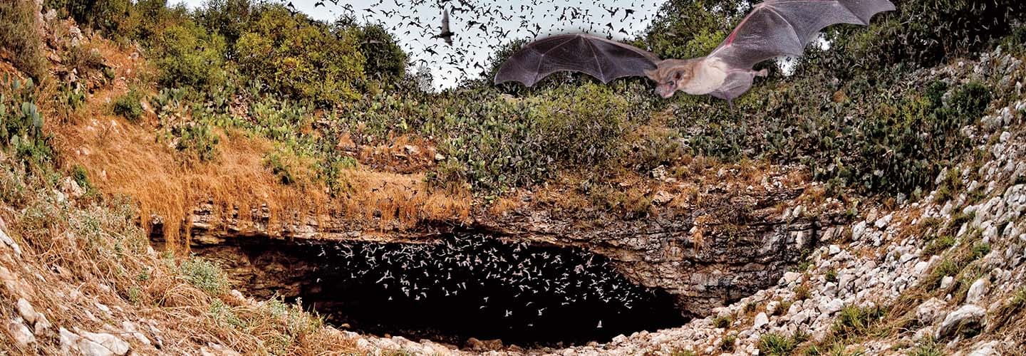 A large swarm of bats emerges from a rocky cave opening and fills the sky above