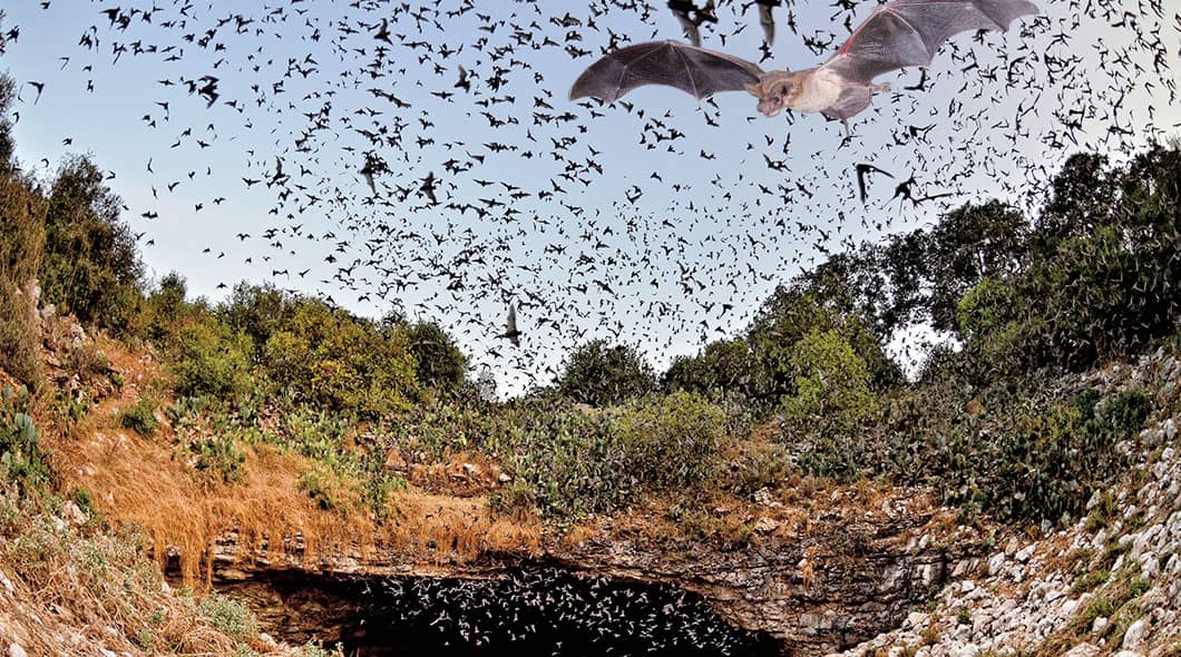 A large swarm of bats flies out of a cave opening in a rocky, tree-lined landscape