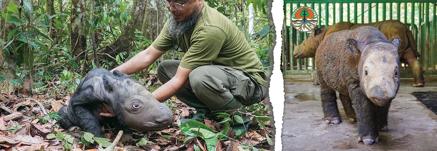Image of a worker with a baby rhino and image of the baby rhino on its own